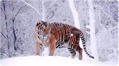 Tigre Siberia
